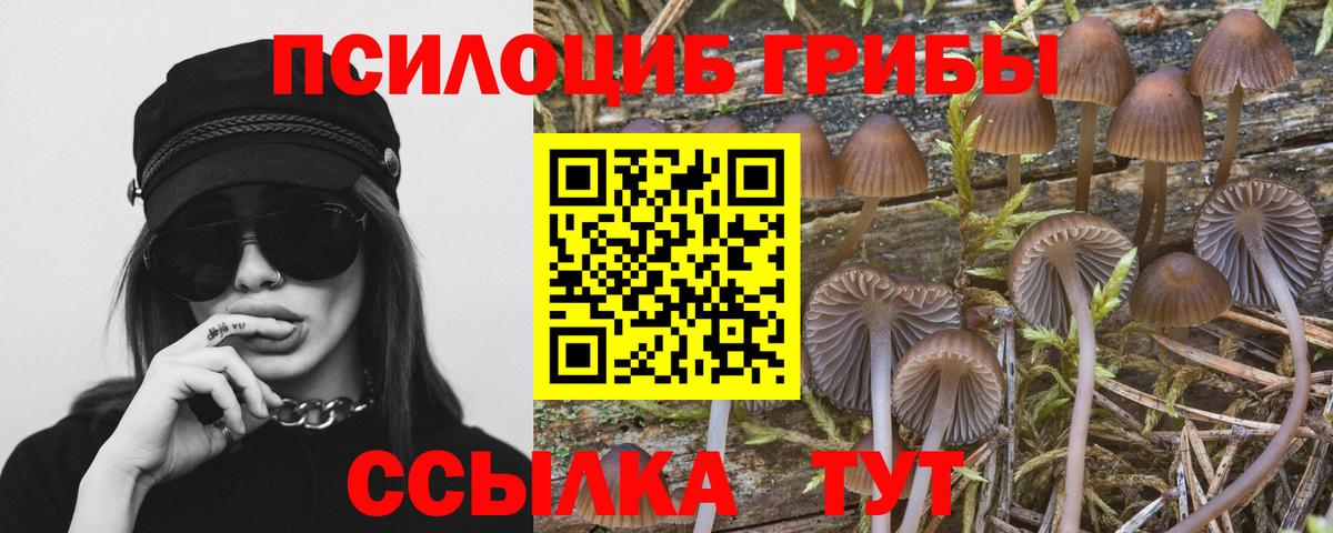 купить   Вход с VPN  Псилоцибиновые грибы Cubensis  Крымск  Псилоцибиновые грибы прущие грибы 